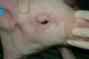 Bệnh phù đầu ở heo con: Nguyên nhân và giải pháp